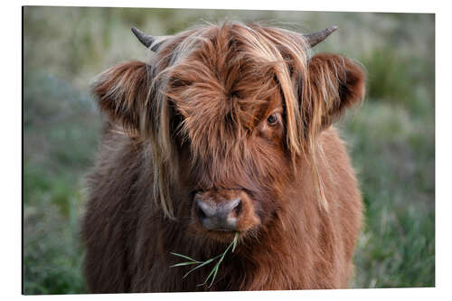 Aluminiumtavla Scottish highland cattle