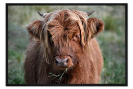 Gerahmter Kunstdruck Schottisches Hochlandrind