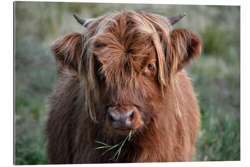 Gallery print Scottish highland cattle