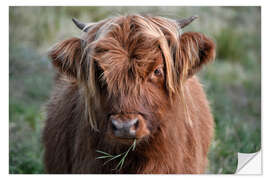 Selvklebende plakat Scottish highland cattle