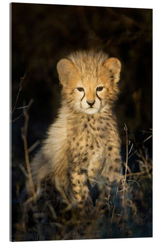 Akrylglastavla Cheetah cub