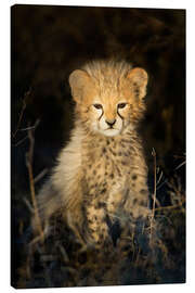 Canvastavla  Cheetah cub