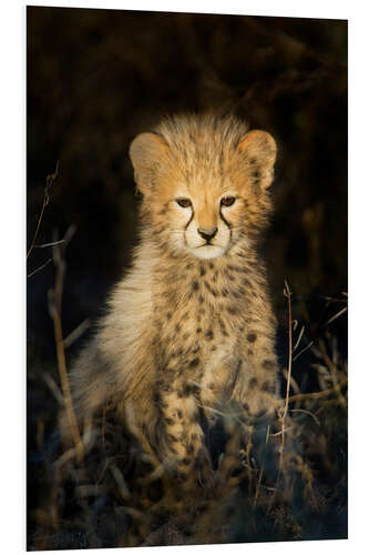 Foam board print Cheetah cub