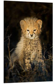 Magnettafel Gepardenjunges