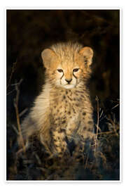 Wall print  Cheetah cub