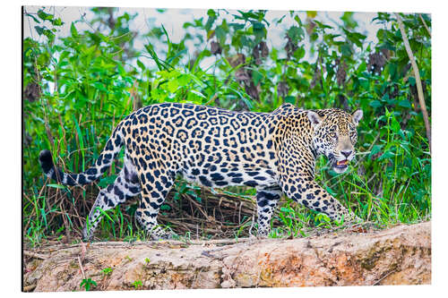 Aluminium print Jaguar on the riverside