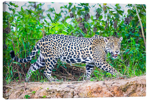 Canvas print Jaguar on the riverside