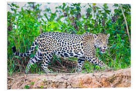 Foam board print Jaguar on the riverside