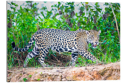 Galleriataulu Jaguar on the riverside