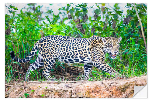 Wall sticker Jaguar on the riverside