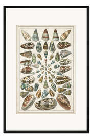 Gerahmter Kunstdruck Große Seba-Muscheln