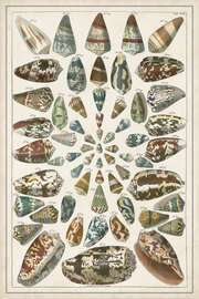 Magnettafel Große Seba-Muscheln