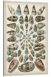 Magnettafel Große Seba-Muscheln