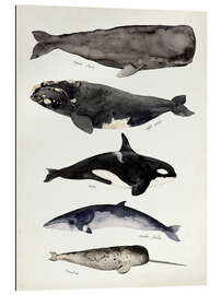 Gallery print Whales