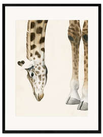 Ingelijste kunstdruk At your feet II
