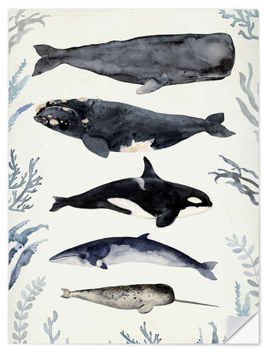 Självhäftande poster Whales II