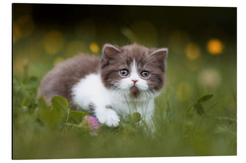 Tableau en aluminium Chaton British shorthair sur l'herbe