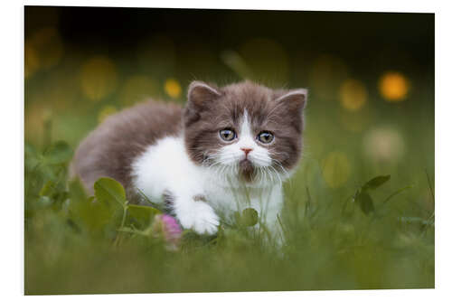 Foam board print British shorthair kitten on the grass