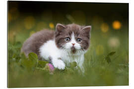 Gallery print British shorthair kitten on the grass