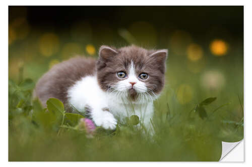 Sisustustarra British shorthair kitten on the grass