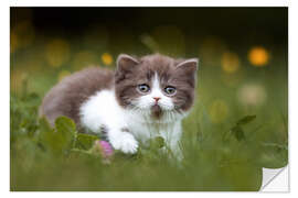 Naklejka na ścianę British shorthair kitten on the grass