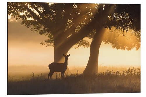 Aluminiumsbilde Red Deer in Misty Light rays