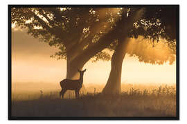 Gerahmter Kunstdruck Rotwild in nebligen Lichtstrahlen