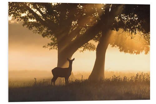 Tableau en PVC Red Deer dans les rayons Misty Light