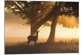 Gallery print Red Deer in Misty Light rays