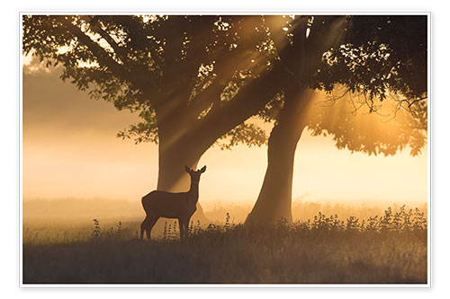 Poster Red Deer in Misty Light rays