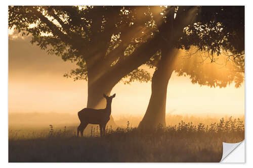 Sticker mural Red Deer dans les rayons Misty Light