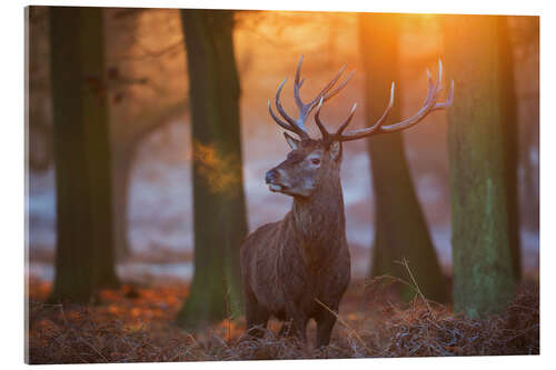 Obraz na szkle akrylowym Majestic Stag in the Frosty Morning Light