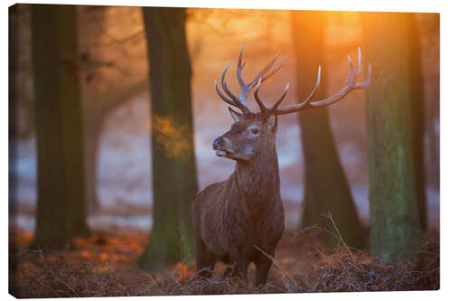 Canvas print Majestic Stag in the Frosty Morning Light