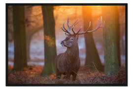 Gerahmter Kunstdruck Majestätischer Hirsch im frostigen Morgenlicht