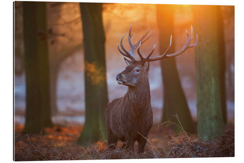 Galleriprint Majestic Stag in the Frosty Morning Light