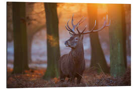 Magnettafel Majestätischer Hirsch im frostigen Morgenlicht
