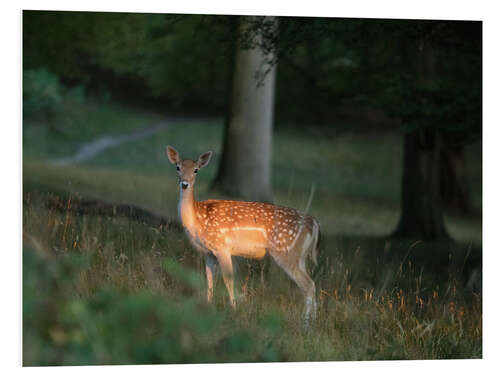 Foam board print A Fairytale scene with a Bambi Deer