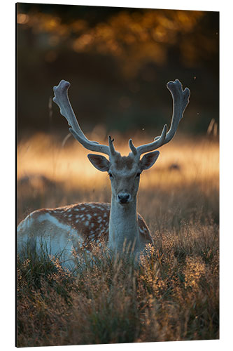 Aluminium print Fallow Deer in the Summer Sunset