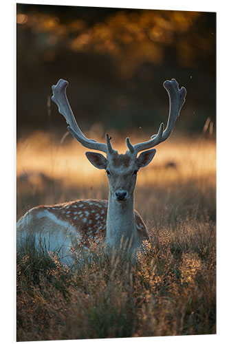 Foam board print Fallow Deer in the Summer Sunset