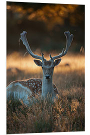 Foam board print Fallow Deer in the Summer Sunset