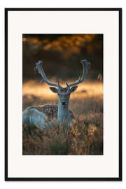 Gerahmter Kunstdruck Damwild im Sommersonnenuntergang