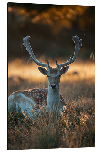 Gallery print Fallow Deer in the Summer Sunset