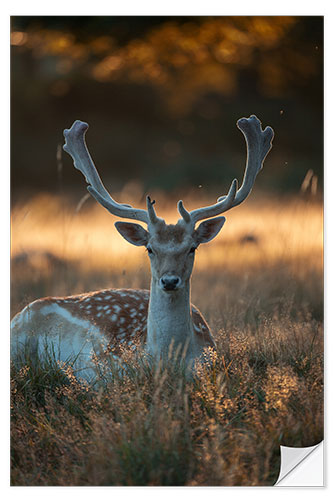 Selvklebende plakat Fallow Deer in the Summer Sunset