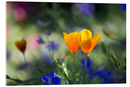 Acrylic print Californian Poppy Flower in the Sunset