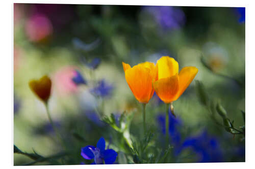 Foam board print Californian Poppy Flower in the Sunset