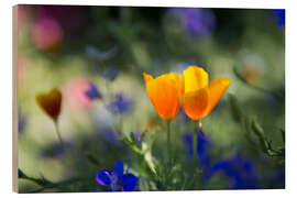 Wood print Californian Poppy Flower in the Sunset