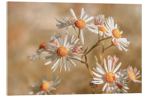 Acrylic print Star clouds aster