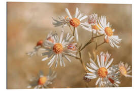 Cuadro de aluminio Aster de nubes de estrellas