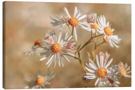 Canvas print Star clouds aster