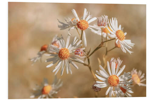 Foam board print Star clouds aster